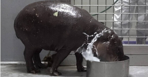 台北市立動物園迎新夥伴！侏儒河馬Thabo抵台 埋頭狂飲可愛畫面曝