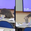 中山大學獼猴闖教室上日文課 被女同學嚇到「怒搶外套逃跑」