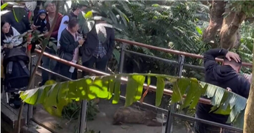 台北市立動物園樹獺從天而降 遊客遭砸頭