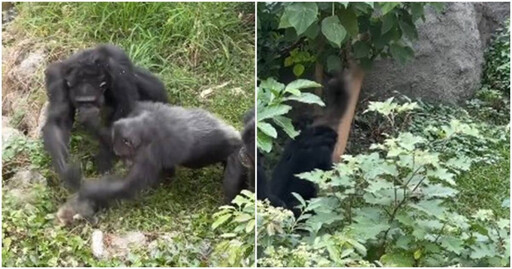 不斷猛打狂摔！黑猩猩圍毆獼猴致死 壽山動物園回應了