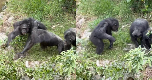 獼猴誤闖壽山動物園！遭黑猩猩圍毆狂揍「抓起來甩」 殘忍畫面曝光