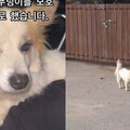 一家九口濟州航空空難！愛犬徘徊等主人回家 動保團體接手收容