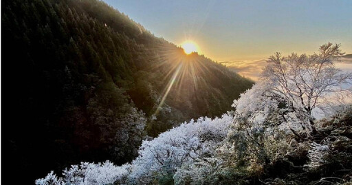 太平山今晨「-1」度！霧淞、日出絕美交映畫面曝光 民眾：好想上山！