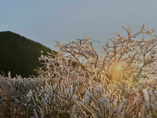 太平山今晨「-1」度！霧淞、日出絕美交映畫面曝光 民眾：好想上山！