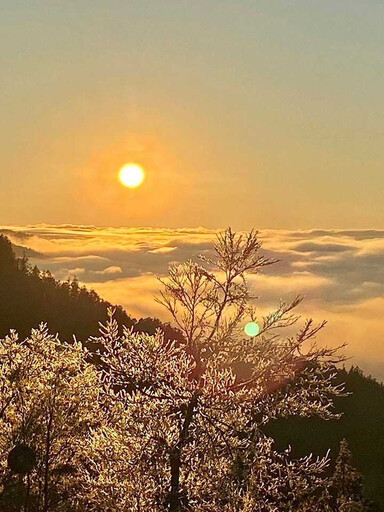 太平山今晨「-1」度！霧淞、日出絕美交映畫面曝光 民眾：好想上山！