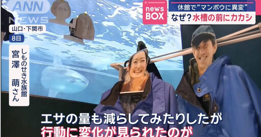 社畜楷模？日水族館翻車魚因「整修停業」抑鬱厭食 擺滿「假遊客」後恢復精神了！