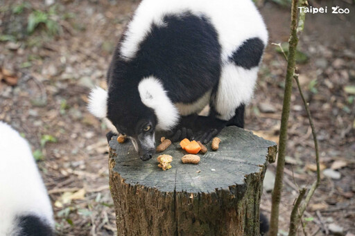 北市動物園除夕加菜！黑猩猩首嚐「香菜」秒傻眼 轉頭狂瞪保育員