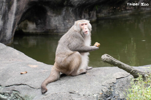 北市動物園除夕加菜！黑猩猩首嚐「香菜」秒傻眼 轉頭狂瞪保育員