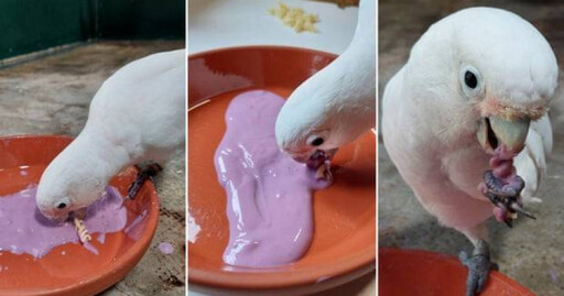 奧地利研究發現「動物界美食家」 鸚鵡會用「沾醬」幫食物調味