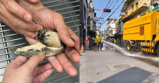 街道見「鳥屎轟炸」害騎士打滑摔車 電線塗趨避劑卻讓大量燕子摔傷