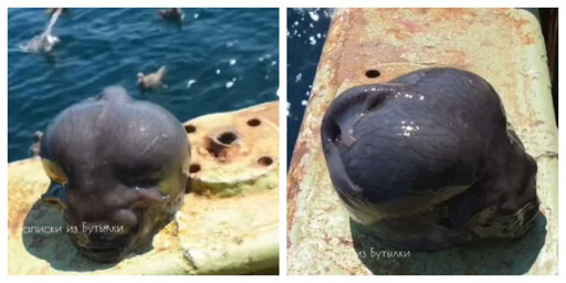 漁夫捕到「濕滑圓腦」怪魚竟是波妞親戚！ 還是北海道冬季必吃特有魚種