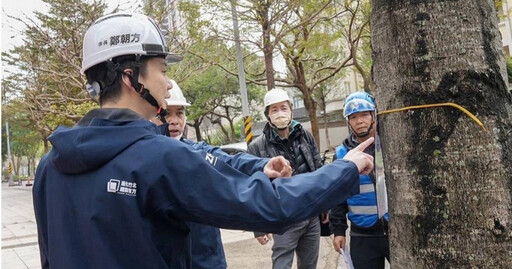 掌葉蘋婆夏季臭味起 竹北市公所砸900萬換行道樹青楓接棒