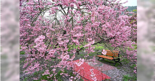 連日大雨狂下！櫻花季恐提早結束？ 武陵農場揭賞櫻現況