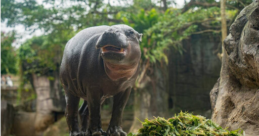 侏儒河馬Thabo離世！來台不到4個月 北市動物園曝原因