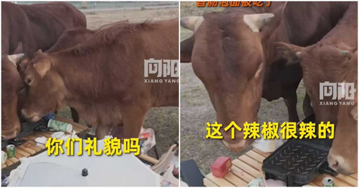 露營遇牛群亂入吃光泡麵、牛肉 女子傻眼：你們禮貌嗎？