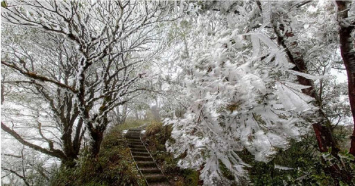 宜蘭太平山急凍探0度！「冰霰覆蓋大地」夢幻景色曝