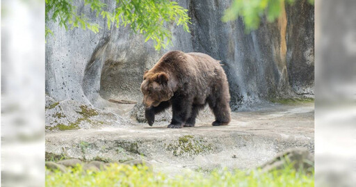 北市動物園食火雞「東施」離世 棕熊「小喬」癌症復發再手術盼眾集氣