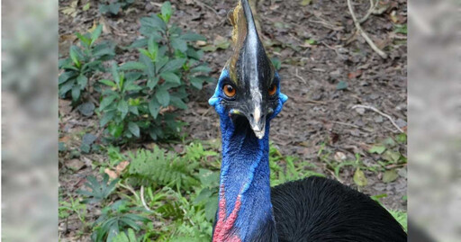 北市動物園食火雞「東施」離世 棕熊「小喬」癌症復發再手術盼眾集氣