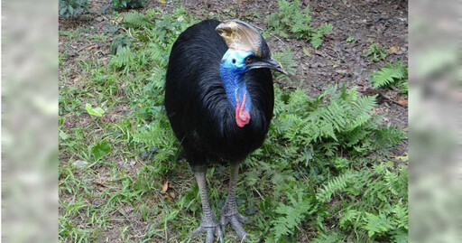 北市動物園食火雞「東施」離世 棕熊「小喬」癌症復發再手術盼眾集氣