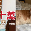 愛寵「摺耳賓士加菲貓」走失！ 飼主重金懸賞50萬：情感是金錢換不來的