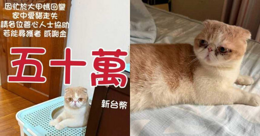 重金懸賞50萬!加菲貓「喵喵」找到了 飼主拿大綑現金:詳情再說