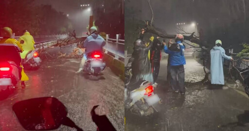 淡水晚間下暴雨!路樹倒塌橫躺機車道 多位騎士合力抬走