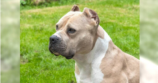 俄男遭比特犬猛咬重傷送醫 保全目擊過程驚嚇過度「心臟病發亡」