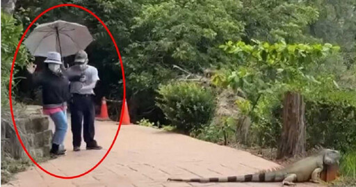 高雄澄清湖現1.7m綠鬣蜥!路人驚嚇險跌 農業局加強巡查捕捉