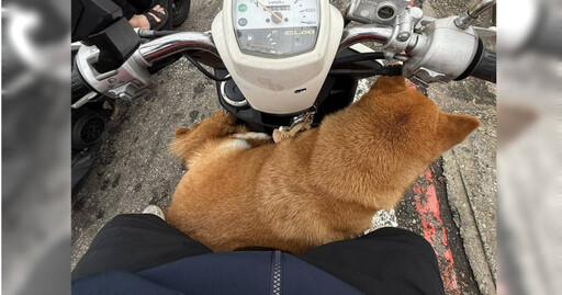 2柴犬「當街攔車」輪流搭便車 女大生傻眼送警局找到飼主