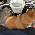 2柴犬「當街攔車」輪流搭便車 女大生傻眼送警局找到飼主
