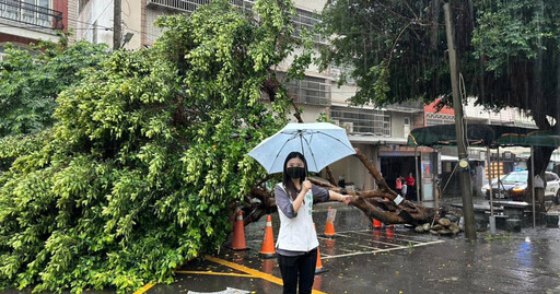 豪雨來襲!桃園幸福國小前「榕樹倒塌」 新竹縣3路段積水拉封鎖線