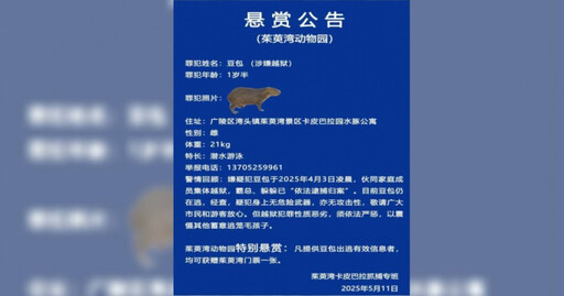 卡皮巴拉出逃40天!動物園公告:越獄犯罪性質惡劣 祭懸賞送門票