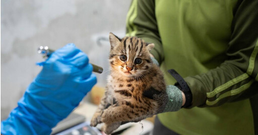 北市動物園石虎寶寶命名結果出爐 網友卻轟「形式民主」質疑黑箱作業