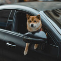 寵物坐車探頭吹風好可愛？ 動保處提醒飼主開車做「這2事」恐挨罰