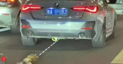 BMW女車主疑拖行小貓致死!遭起底是「寵物友善」餐廳主廚 警方回應了