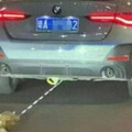 BMW女車主疑拖行小貓致死！遭起底是「寵物友善」餐廳主廚 警方回應了