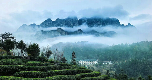 茶人茶事╱廬山雲霧出好茶 九江茶市品佳茗