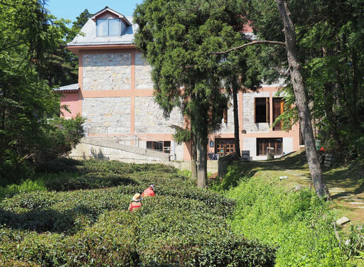 茶人茶事╱廬山雲霧出好茶 九江茶市品佳茗
