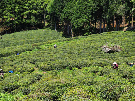 茶人茶事╱廬山雲霧出好茶 九江茶市品佳茗