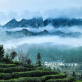 茶人茶事╱廬山雲霧出好茶 九江茶市品佳茗