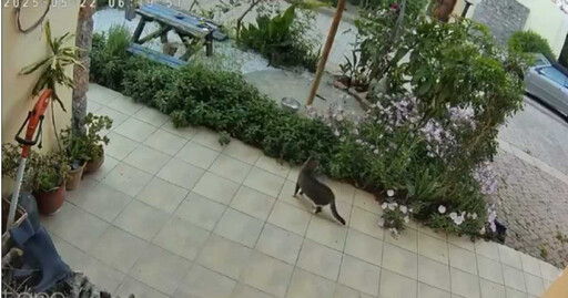 快震來了貓先跑!虎斑貓「秒逃命」影片曝光 網看傻:根本地震預測儀