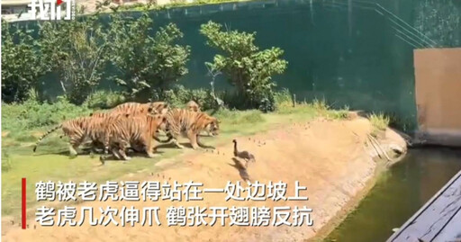 您點的外送?動物園羽鶴「停在虎園飲水」遭7虎分食 遊客嚇傻:職場命案