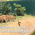 您點的外送？動物園羽鶴「停在虎園飲水」遭7虎分食 遊客嚇傻：職場命案