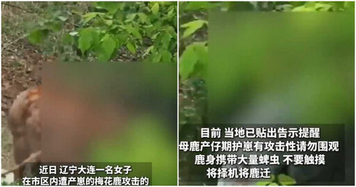 女子拍出生小鹿 竟慘遭鹿媽媽猛踹