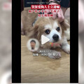 丈夫離婚、兒子遠走…她寫遺囑竟「留45萬給狗」 背後原因超催淚！