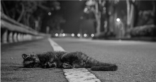 小編下班目睹「白鼻心」遭撞死 玉管處疾呼：開山路時應減速慢行