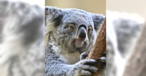 動物公園無尾熊見客「一臉超厭世」爆紅 網笑歪:像每天要上班的我