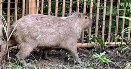 卡皮巴拉「越獄」抓到了!流浪近2個月竟長肉