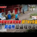 鄰長疑找議員施壓抓TNVR貓 防疫所恐違程序濫捕