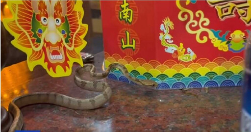 金頭蜈蚣剛來訪!南投天受宮「帝爺公蛇」驚喜報到 靈蛇傳奇延續46年